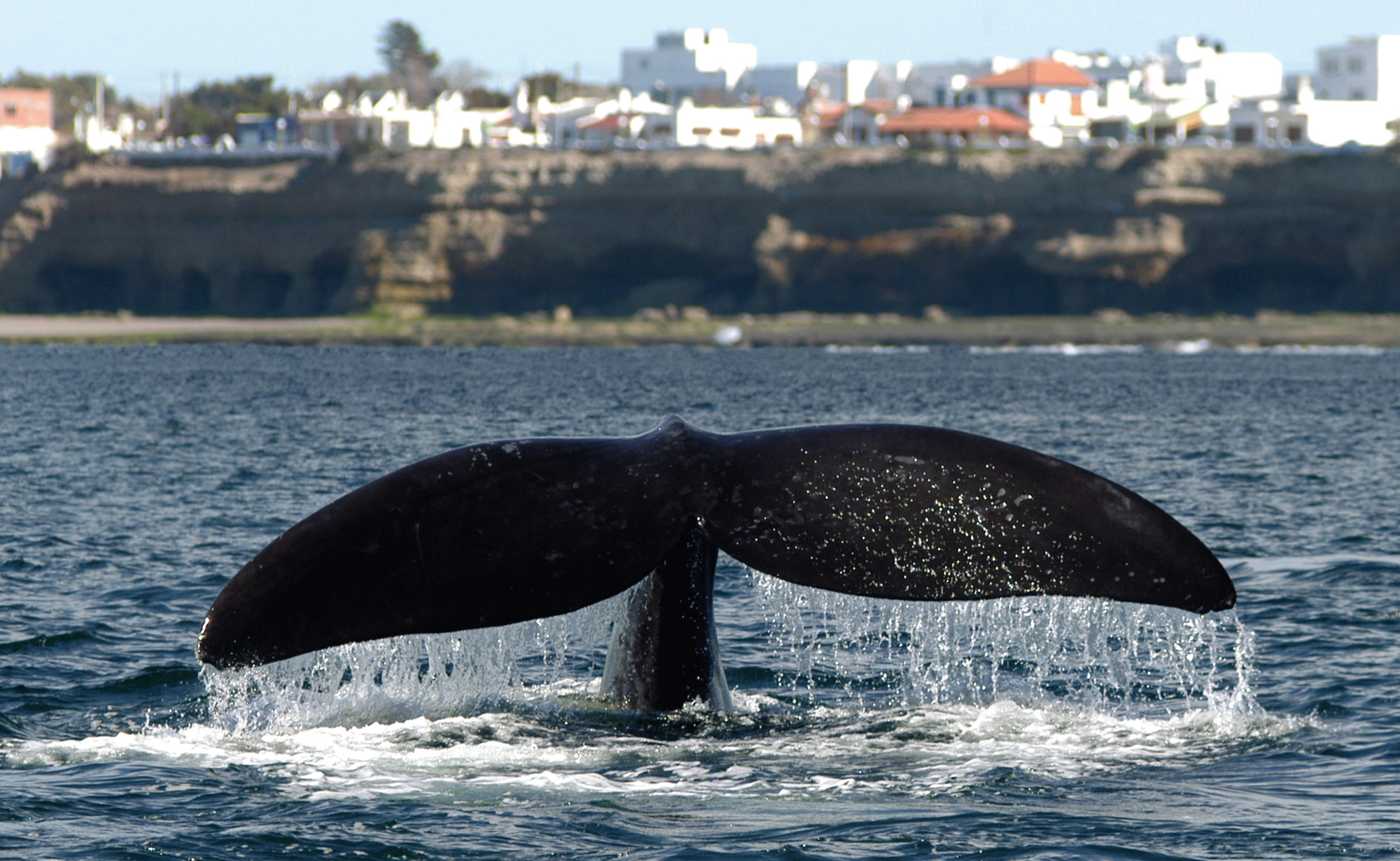 Avistaje embarcada de fauna marina