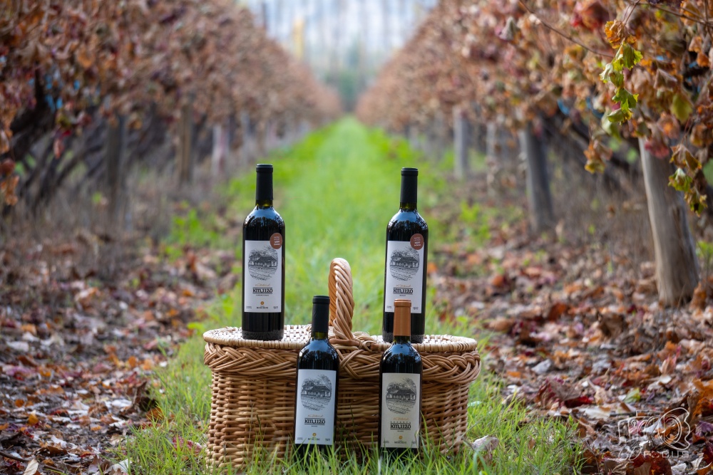 Tour por Bodega y Viñedos Moschini